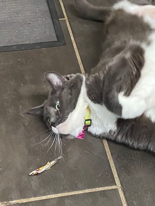 Cat | made w/ Imgflip meme maker
