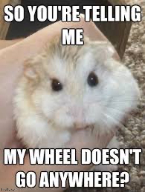 This is a question for god… WHYYYYY | image tagged in memes,hamster | made w/ Imgflip meme maker