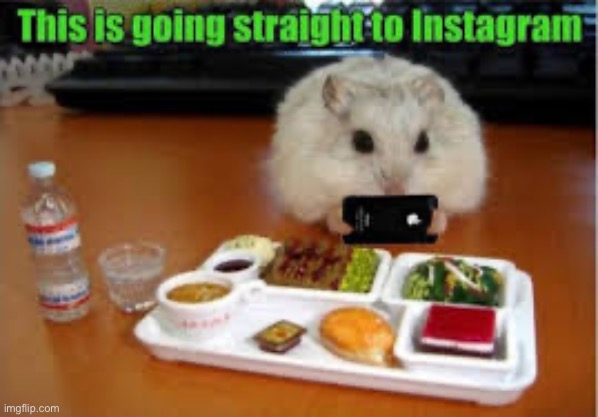 If only school meals were this good | image tagged in memes,hamster | made w/ Imgflip meme maker