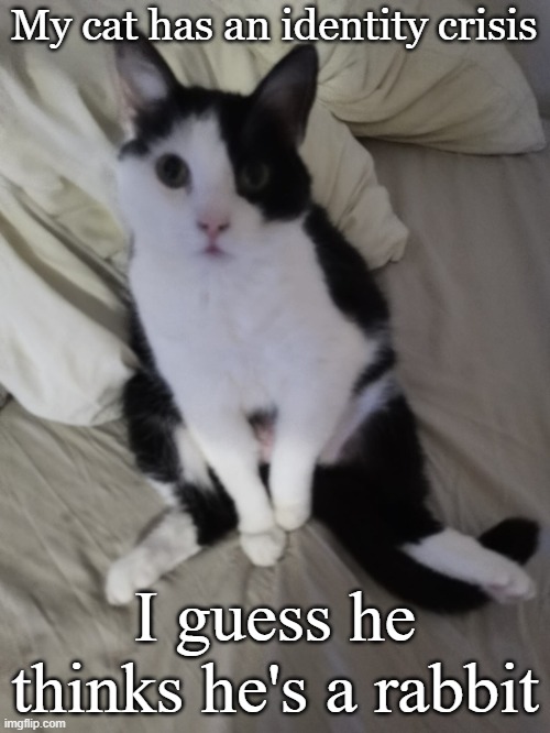 Cats identy crisis | My cat has an identity crisis; I guess he thinks he's a rabbit | image tagged in cat,rabbit,funny | made w/ Imgflip meme maker