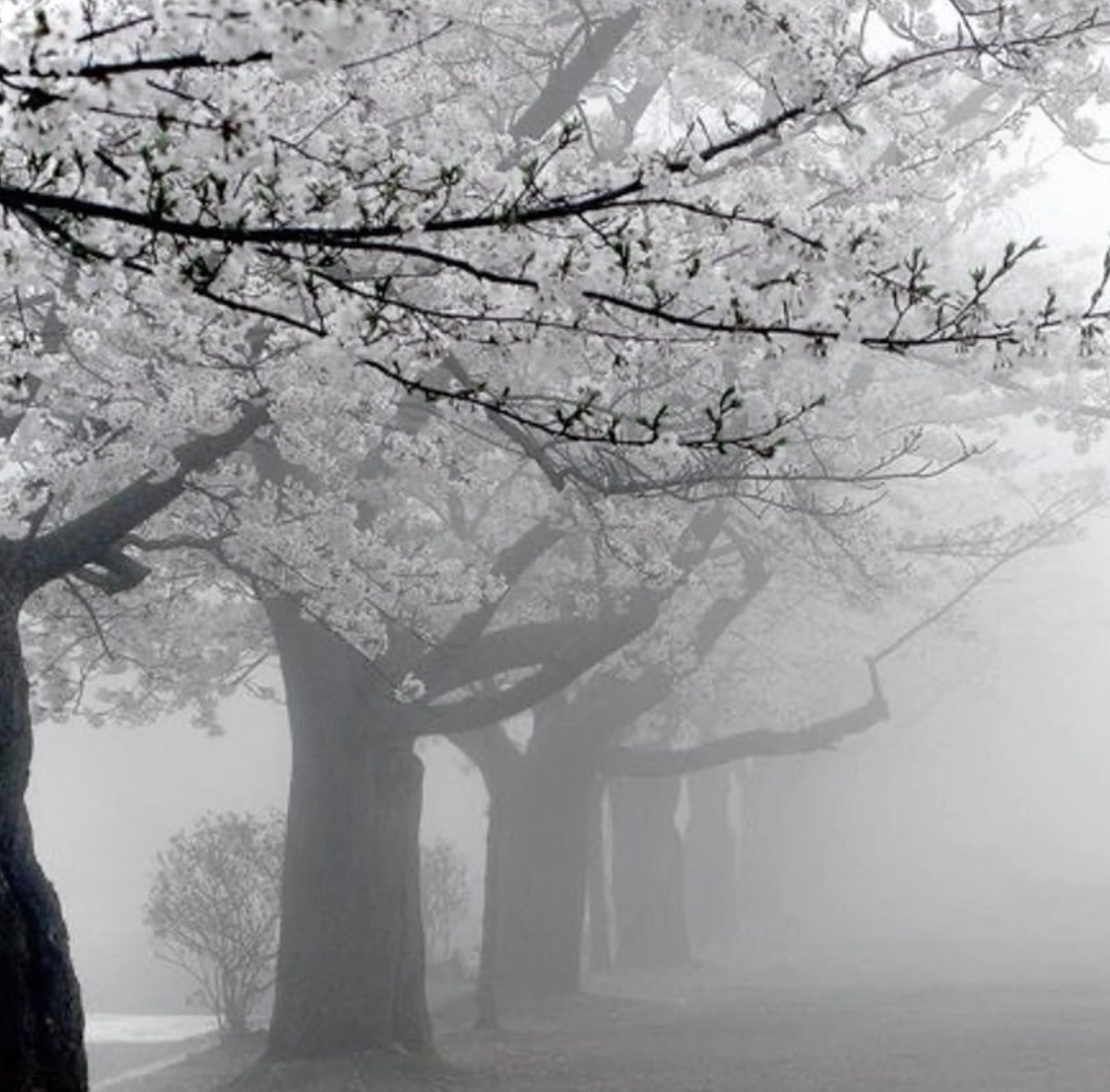Wintertime Cherry Blossoms. Blank Meme Template