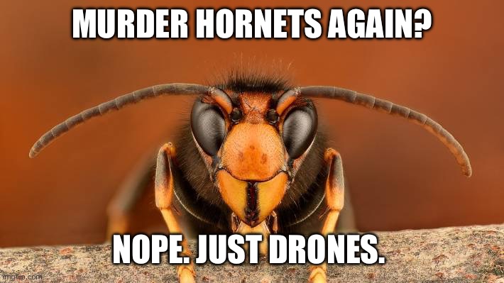 Murder Hornet | MURDER HORNETS AGAIN? NOPE. JUST DRONES. | image tagged in murder hornet | made w/ Imgflip meme maker