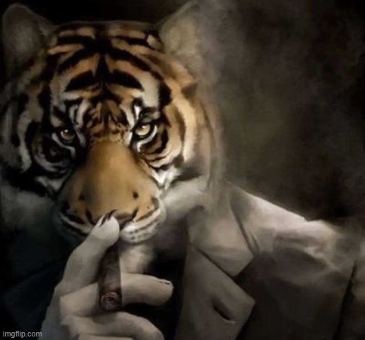 tiger smoking cigar | image tagged in tiger smoking cigar | made w/ Imgflip meme maker