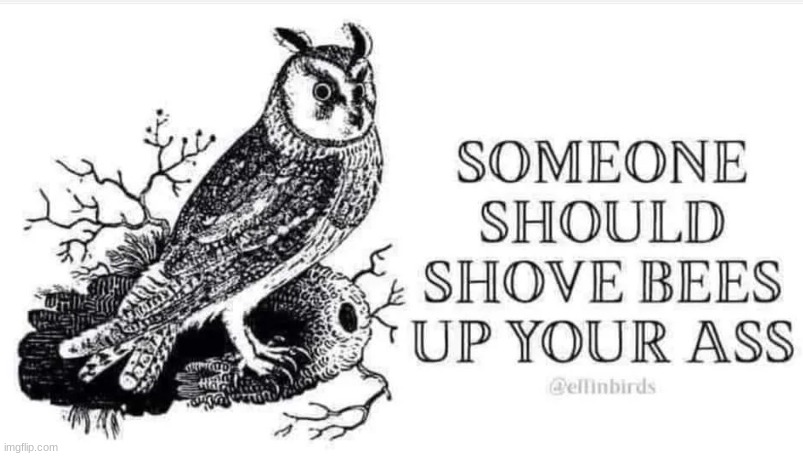 someone should shove bees up your ass | image tagged in someone should shove bees up your ass | made w/ Imgflip meme maker