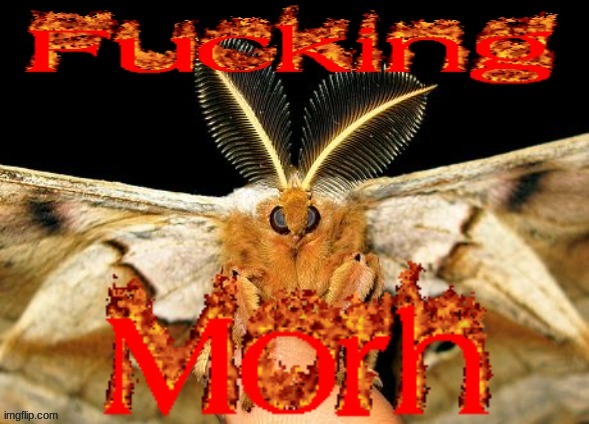 fucking morh | image tagged in fucking morh | made w/ Imgflip meme maker