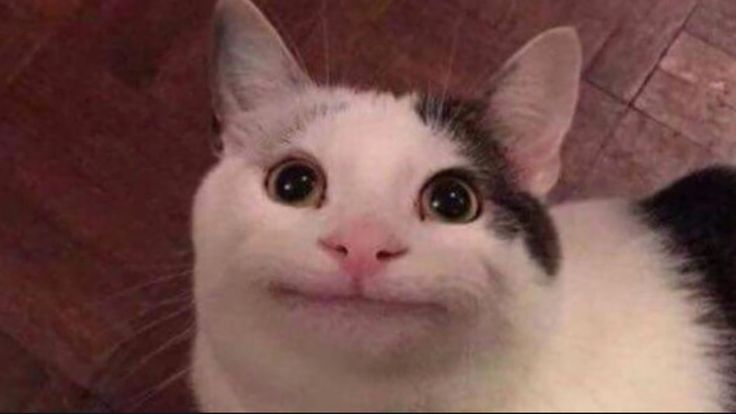 :| Cat Blank Meme Template
