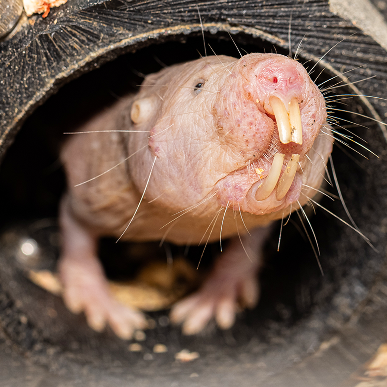 Naked mole rat Blank Meme Template