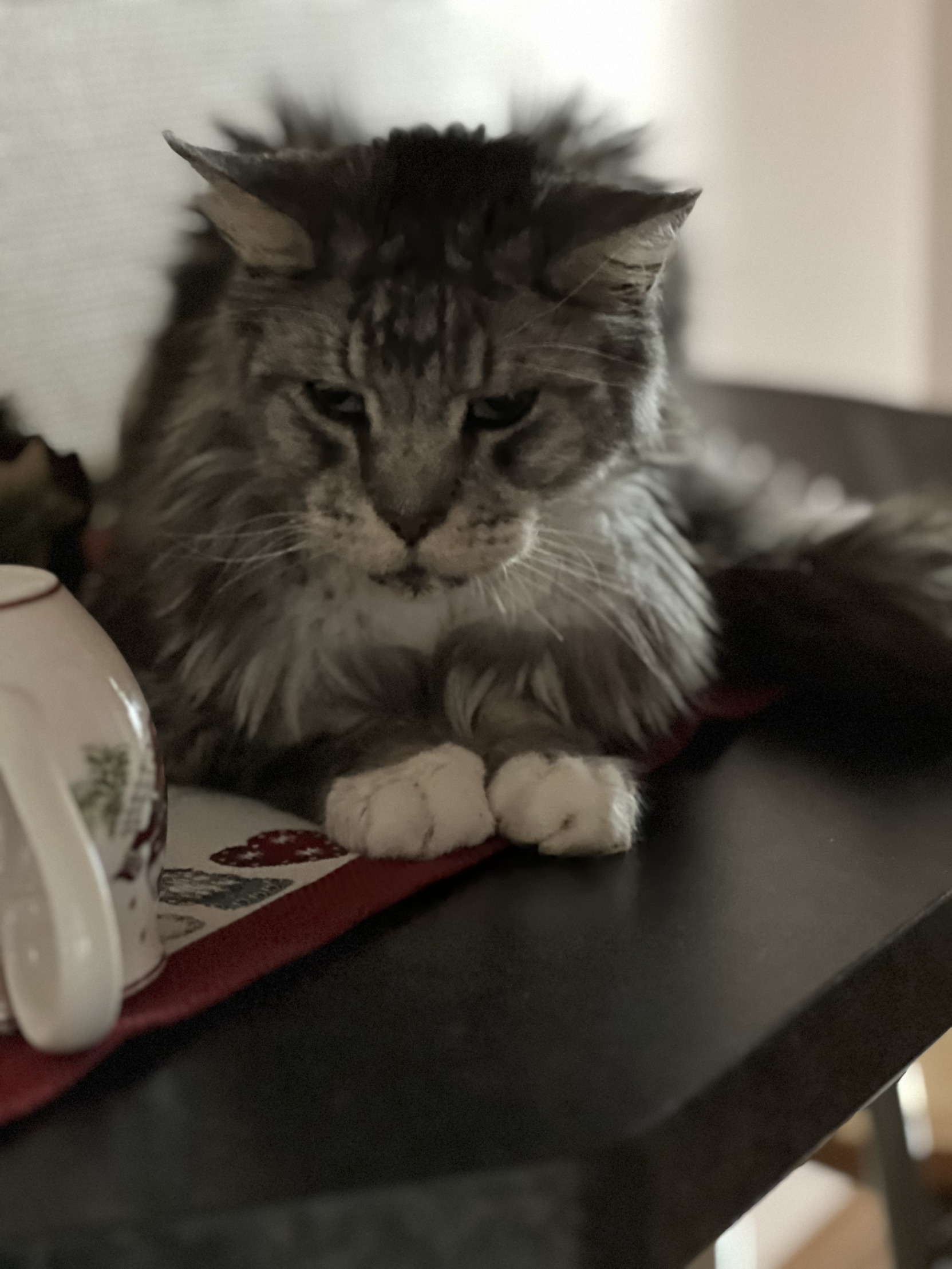 Filou Blank Meme Template