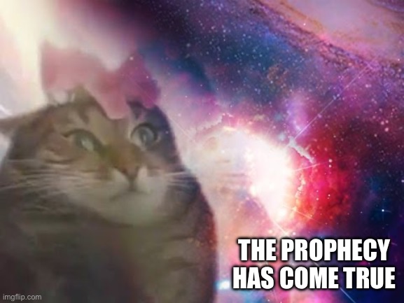 the prophecy is true cat | THE PROPHECY HAS COME TRUE | image tagged in the prophecy is true cat | made w/ Imgflip meme maker