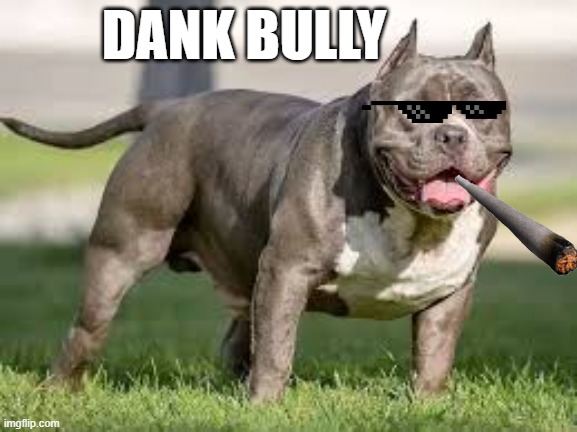 dank xl bully | DANK BULLY | image tagged in xl bully | made w/ Imgflip meme maker