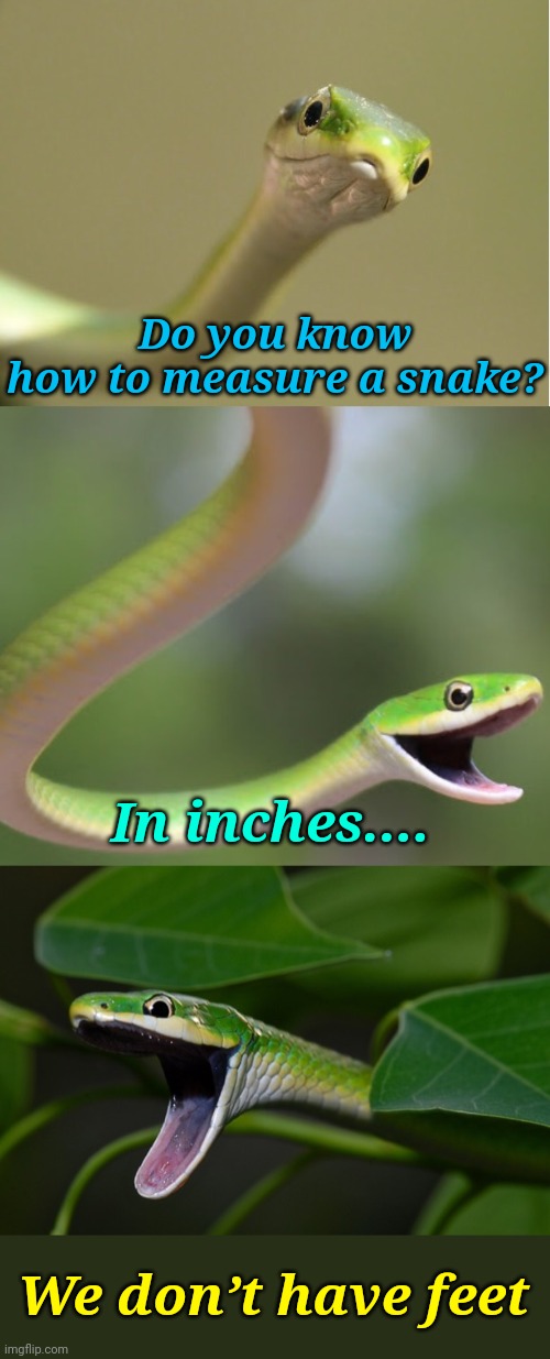 5, Ten, 15, Twenty, 25, Thirty 35 | Do you know how to measure a snake? In inches.... We don’t have feet | image tagged in bad pun snake,snake,memes | made w/ Imgflip meme maker