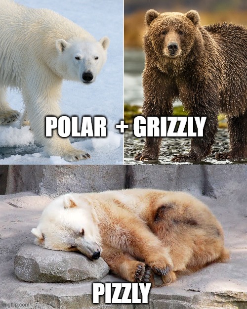 Climate Change: The Pizzly | POLAR  + GRIZZLY; PIZZLY | image tagged in polar bear,grizzly bear,pizzly,memes,climate change | made w/ Imgflip meme maker