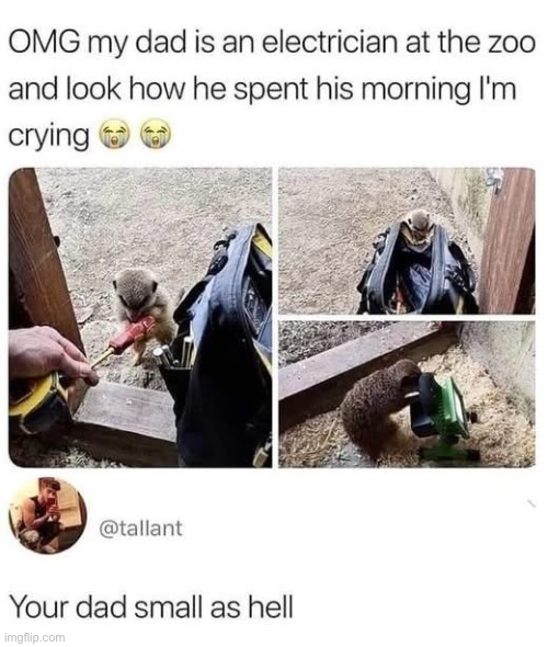 Monkeying around | image tagged in monkey,electrician,electricity,zoo | made w/ Imgflip meme maker