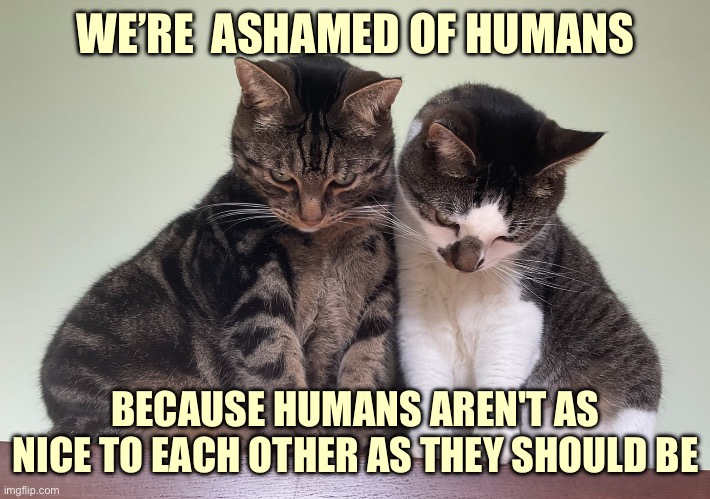 Humans should be nicer | WE’RE  ASHAMED OF HUMANS; BECAUSE HUMANS AREN'T AS NICE TO EACH OTHER AS THEY SHOULD BE | image tagged in disappointed cats | made w/ Imgflip meme maker