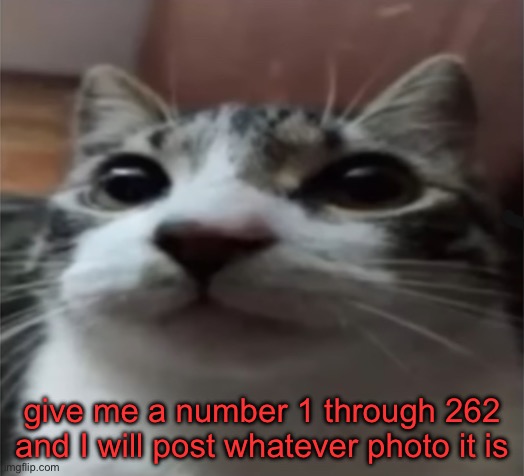 of my camera roll | give me a number 1 through 262 and I will post whatever photo it is | image tagged in cat temp | made w/ Imgflip meme maker