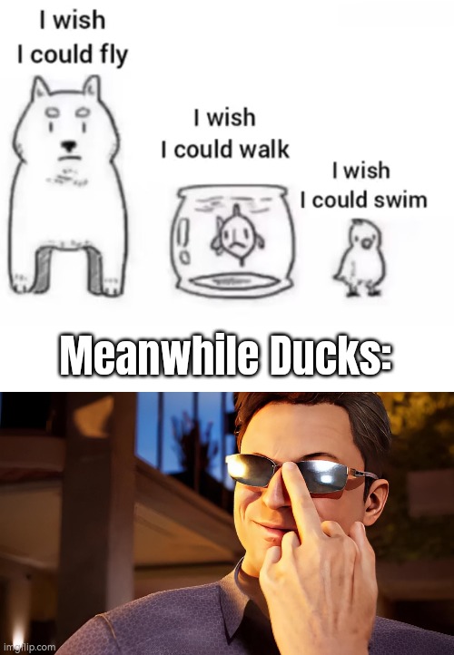 The Ducks are the true superior. | Meanwhile Ducks: | image tagged in ducks | made w/ Imgflip meme maker