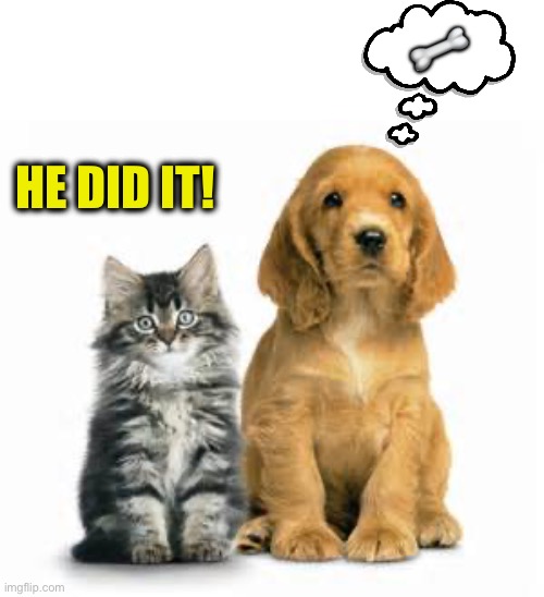 cat and dog | HE DID IT! ? | image tagged in cat and dog | made w/ Imgflip meme maker