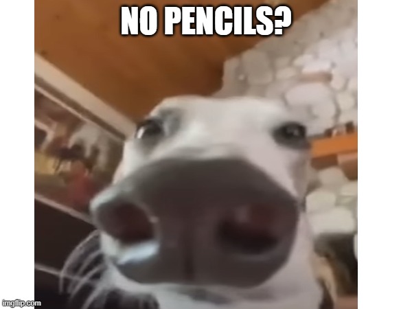 POV: school | NO PENCILS? | image tagged in long nose dog | made w/ Imgflip meme maker