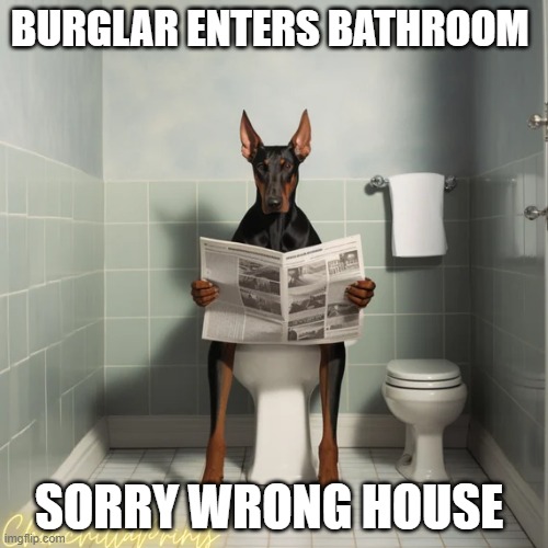 Doberman business break | BURGLAR ENTERS BATHROOM; SORRY WRONG HOUSE | image tagged in dogs,doberman | made w/ Imgflip meme maker