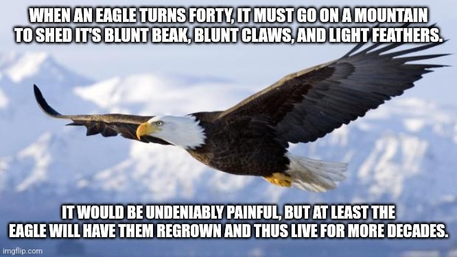 Motivation from God through the nature he constructed and people sharing the fact of the nature. | WHEN AN EAGLE TURNS FORTY, IT MUST GO ON A MOUNTAIN TO SHED IT'S BLUNT BEAK, BLUNT CLAWS, AND LIGHT FEATHERS. IT WOULD BE UNDENIABLY PAINFUL, BUT AT LEAST THE EAGLE WILL HAVE THEM REGROWN AND THUS LIVE FOR MORE DECADES. | image tagged in motivation,success,triumph | made w/ Imgflip meme maker