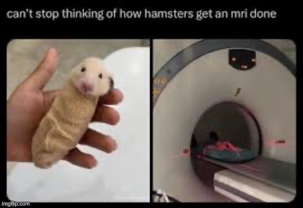 Small hampter getting cancer treatment | image tagged in memes,funny,hamster | made w/ Imgflip meme maker