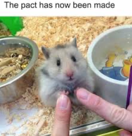 You have been chosen | image tagged in memes,funny,hamster | made w/ Imgflip meme maker