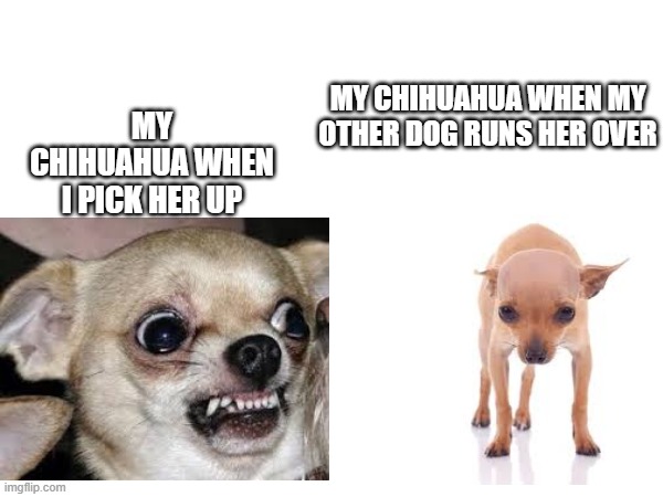 My chihuahua when... | MY CHIHUAHUA WHEN MY OTHER DOG RUNS HER OVER; MY CHIHUAHUA WHEN I PICK HER UP | image tagged in funny,doge,angry,funny chihuahua | made w/ Imgflip meme maker