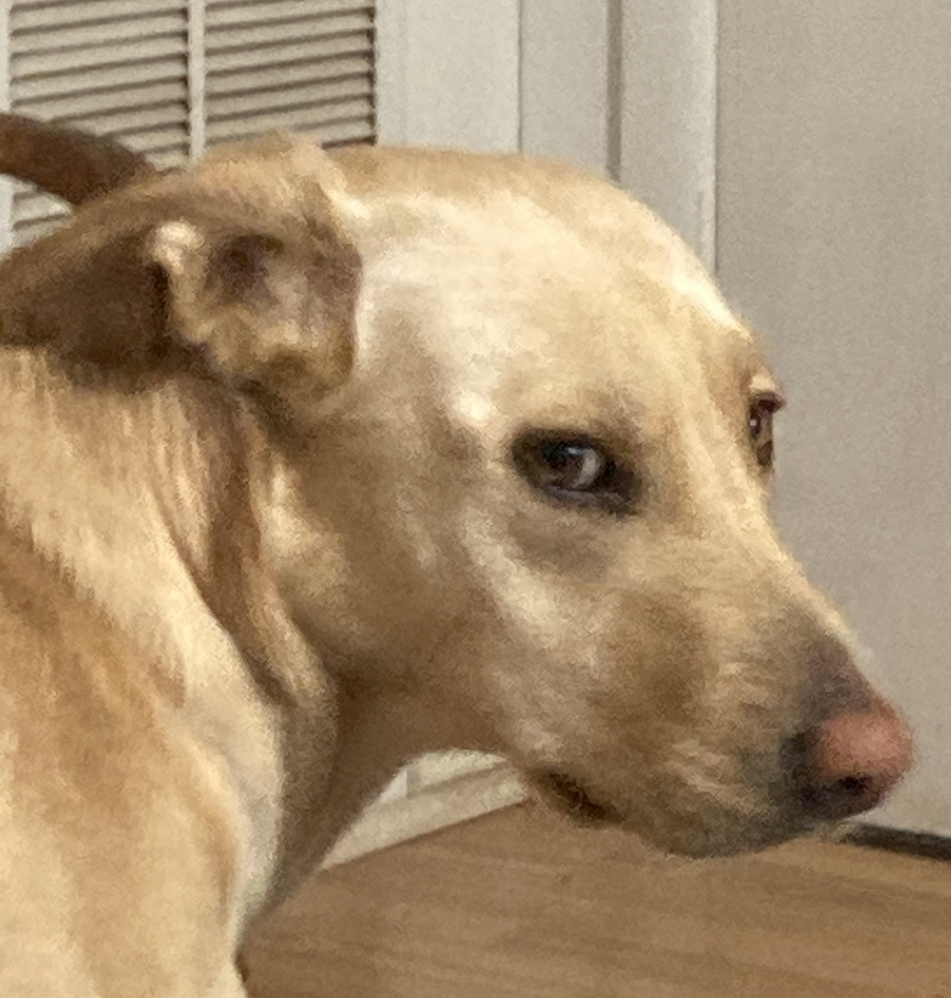 Dog Side-eye Blank Meme Template