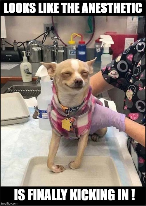 A 'Trip' To The Vets ! | LOOKS LIKE THE ANESTHETIC; IS FINALLY KICKING IN ! | image tagged in dogs,vets,anesthetics,tripping | made w/ Imgflip meme maker