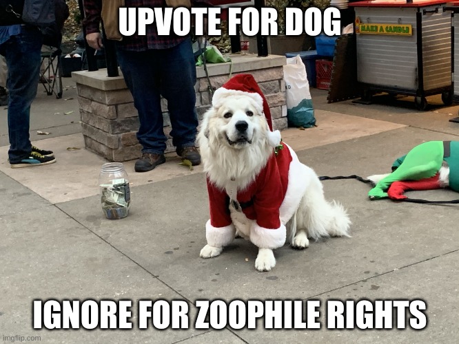 Upvote beggin for money | UPVOTE FOR DOG; IGNORE FOR ZOOPHILE RIGHTS | image tagged in upvote beggin for money | made w/ Imgflip meme maker