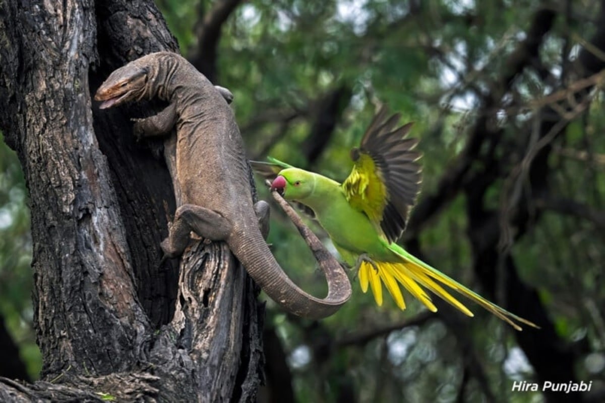 High Quality Parrot bites lizard Blank Meme Template