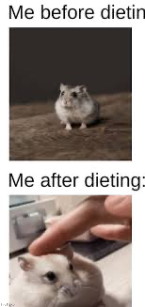 Round squishy delectable hamster | made w/ Imgflip meme maker