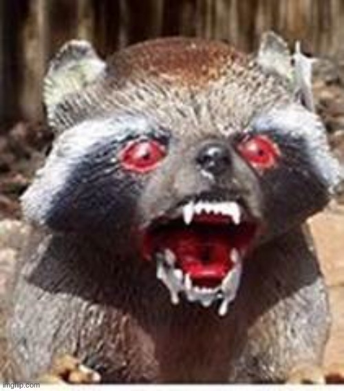 Rabid Racoon | image tagged in rabid racoon | made w/ Imgflip meme maker