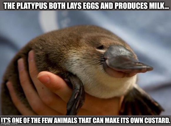 Why is the Paltypus so Happy? | THE PLATYPUS BOTH LAYS EGGS AND PRODUCES MILK…; IT'S ONE OF THE FEW ANIMALS THAT CAN MAKE ITS OWN CUSTARD. | image tagged in happy platypus,custard,milk,eggs,platypus | made w/ Imgflip meme maker