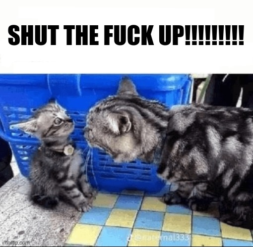 Cat yelling to a kitten | SHUT THE FUCK UP!!!!!!!!! | image tagged in cat yelling to a kitten | made w/ Imgflip meme maker