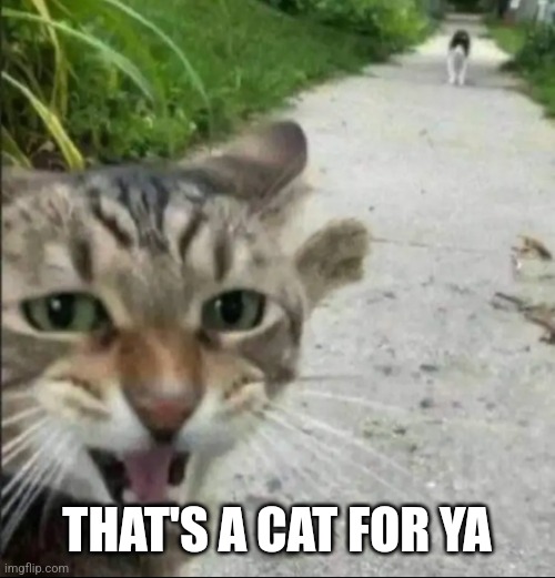 Cat pointing | THAT'S A CAT FOR YA | image tagged in cat pointing | made w/ Imgflip meme maker