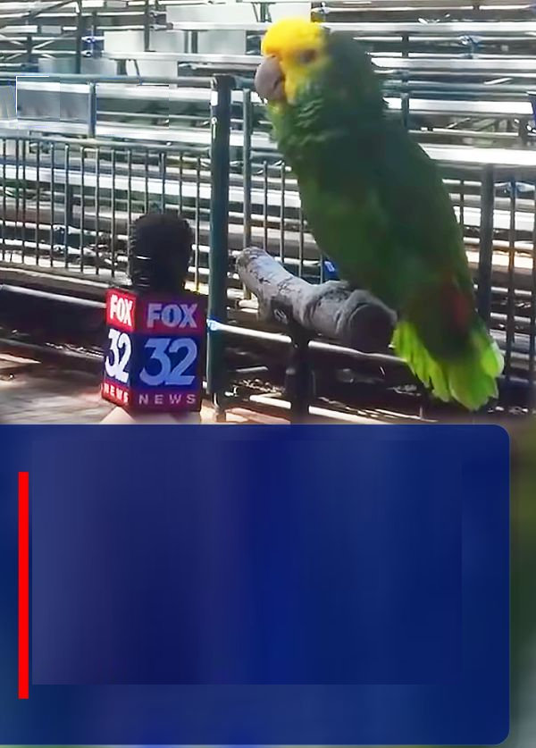 fox news parrot Blank Meme Template