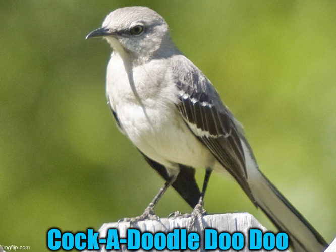 MOCKINGBIRD | Cock-A-Doodle Doo Doo | image tagged in mockingbird | made w/ Imgflip meme maker