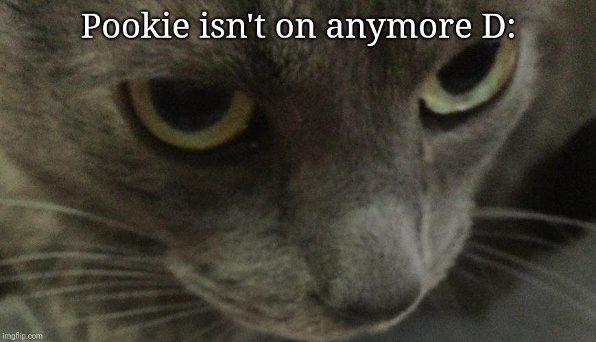 Sweetie | Pookie isn't on anymore D: | image tagged in sweetie | made w/ Imgflip meme maker