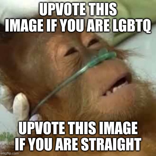 help monke reach hot page | UPVOTE THIS IMAGE IF YOU ARE LGBTQ; UPVOTE THIS IMAGE IF YOU ARE STRAIGHT | made w/ Imgflip meme maker