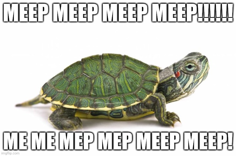 Translation: CIPHER IS REAL | MEEP MEEP MEEP MEEP!!!!!! ME ME MEP MEP MEEP MEEP! | image tagged in turtle | made w/ Imgflip meme maker