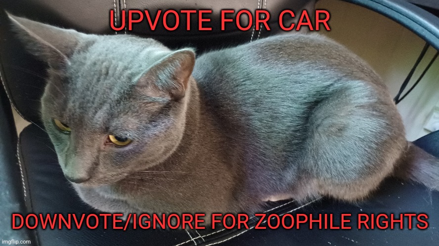 Upvote for car | UPVOTE FOR CAR; DOWNVOTE/IGNORE FOR ZOOPHILE RIGHTS | image tagged in please upvote i need to post in msmg so bad | made w/ Imgflip meme maker