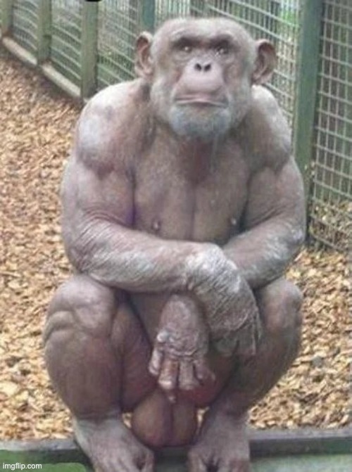 this looks like my grandfather! | image tagged in chimp with muscles and big balls,memes,funny,monke | made w/ Imgflip meme maker