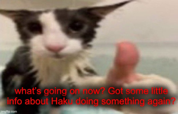 I’ve been by a second hand store just now to donate stuff | what’s going on now? Got some little info about Haku doing something again? | image tagged in soggy cat thumbs up | made w/ Imgflip meme maker