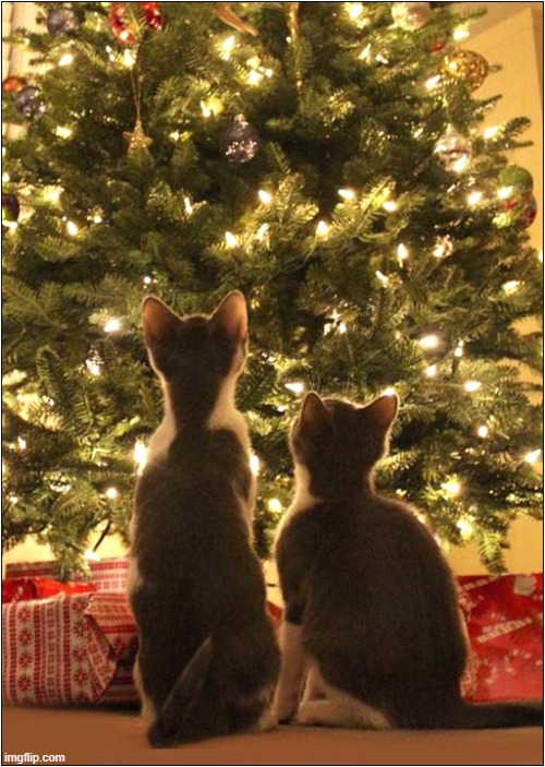 Well, This Is Coming Down ! | image tagged in cats,christmas tree,intentions | made w/ Imgflip meme maker