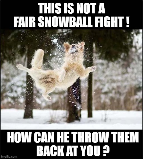 Traditional Fun In The Snow ! | THIS IS NOT A FAIR SNOWBALL FIGHT ! HOW CAN HE THROW THEM
BACK AT YOU ? | image tagged in dogs,snowball,fight | made w/ Imgflip meme maker