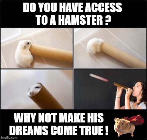 Are You Bored ? | DO YOU HAVE ACCESS 
TO A HAMSTER ? WHY NOT MAKE HIS
DREAMS COME TRUE ! | image tagged in hamster,blowpipe,dark humour | made w/ Imgflip meme maker