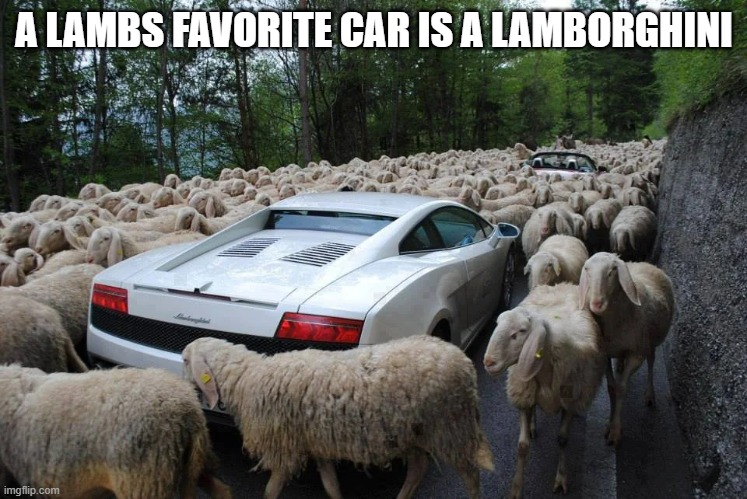 memes by Brad - What is a lamb's favorite car? - humor - | A LAMBS FAVORITE CAR IS A LAMBORGHINI | image tagged in funny,fun,lamb,lamborghini,humor,puns | made w/ Imgflip meme maker