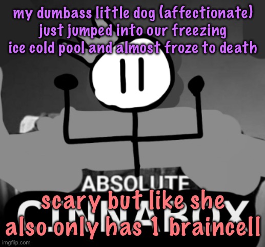 absolute cinnabox | my dumbass little dog (affectionate) just jumped into our freezing ice cold pool and almost froze to death; scary but like she also only has 1 braincell | image tagged in absolute cinnabox,cinnabox announcement | made w/ Imgflip meme maker