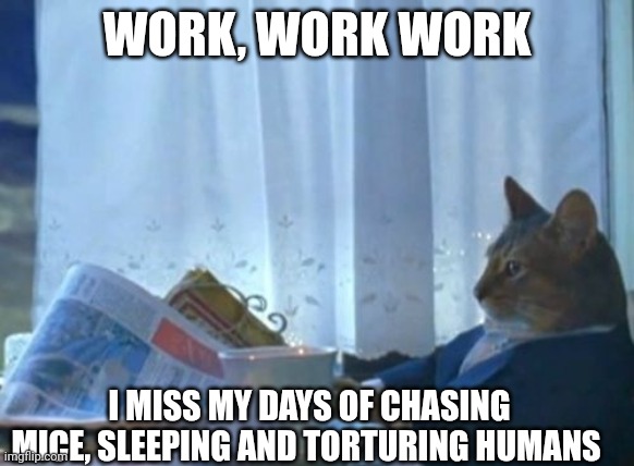 I Should Buy A Boat Cat Meme | WORK, WORK WORK; I MISS MY DAYS OF CHASING MICE, SLEEPING AND TORTURING HUMANS | image tagged in memes,i should buy a boat cat | made w/ Imgflip meme maker